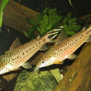 Dianema urostriata