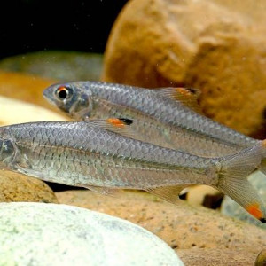 Discherodontus halei