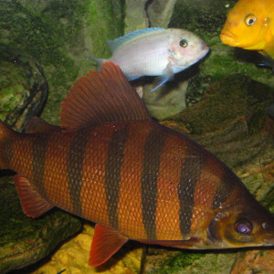 Distichodus sexfasciatus