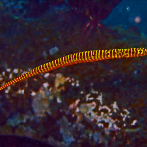 Doryrhamphus pessuliferus