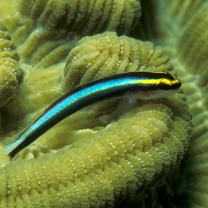 Elacatinus dilepis