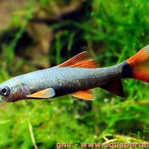 Epalzeorhynchos munense
