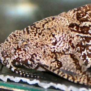 Erethistes pusillus