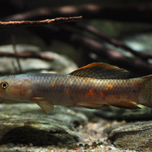 Erythrinus erythrinus
