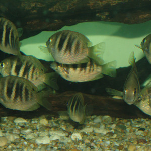 Etroplus canarensis