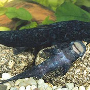 Euchilichthys guentheri