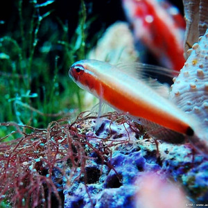 Eviota nigriventris