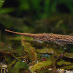 Farlowella henriquei