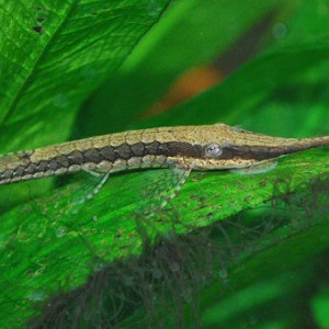 Farlowella vittata