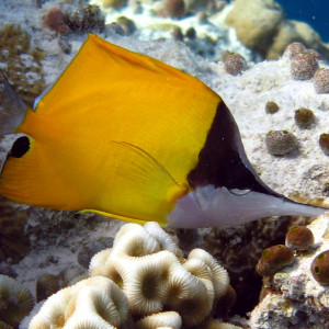 Forcipiger longirostris