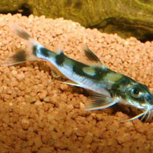 Gagata cenia 
