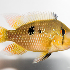 Geophagus brasiliensis