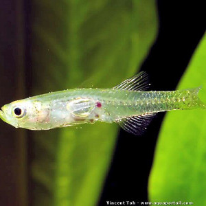 Gobiopterus chuno