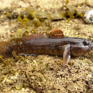 Gobius paganellus