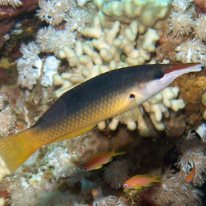 Gomphosus caeruleus