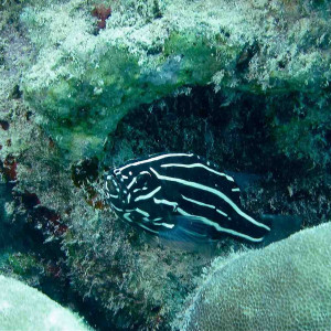Grammistes sexlineatus