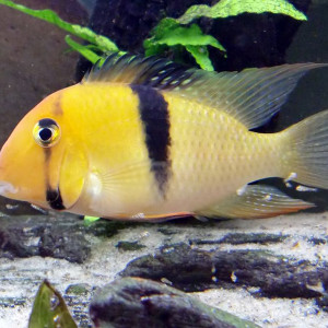 Guianacara geayi