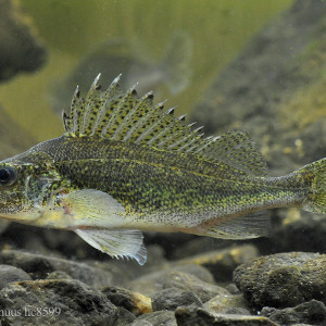 Gymnocephalus cernuus