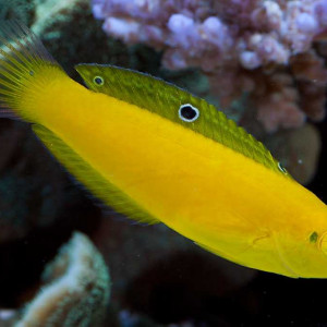 Halichoeres chrysus