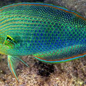 Halichoeres marginatus