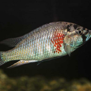 Haplochromis burtoni