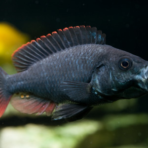 Haplochromis nubilus