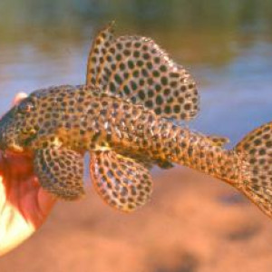 Hemiancistrus fuliginosus