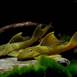 Hemiancistrus subviridis