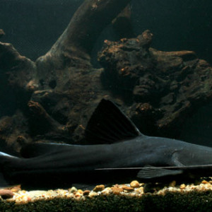 Hemibagrus wyckii