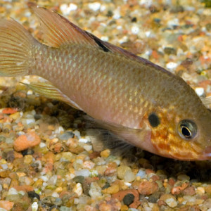 Hemichromis cerasogaster