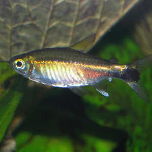 Hemigrammus hyanuary