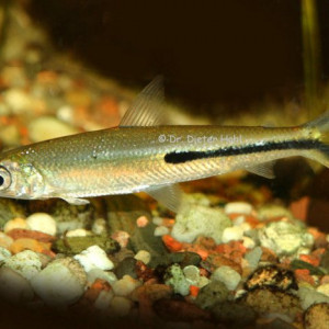 Hemiodus  semitaeniatus