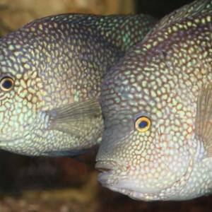 Herichthys cyanoguttatus