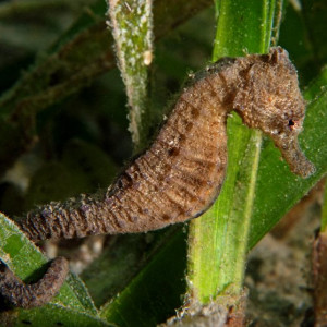 Hippocampus kuda