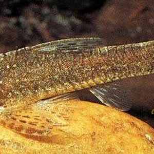 Hisonotus notatus