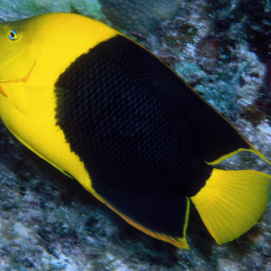 Holacanthus tricolor