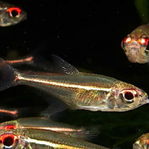 Hoplocharax goethei