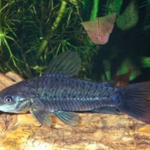 Hoplosternum littorale
