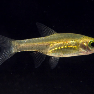 Horadandia atukorali