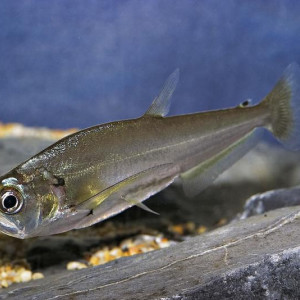 Hydrolycus scomberoides