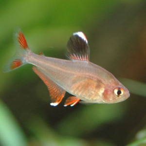 Hyphessobrycon bentosi