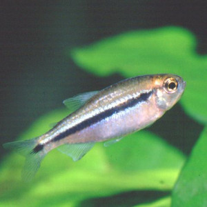 Hyphessobrycon cyanotaenia
