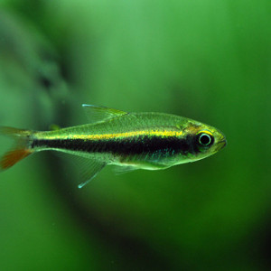 Hyphessobrycon loretoensis
