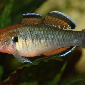 Hypseleotris cyprinoides