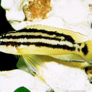 Julidochromis ornatus
