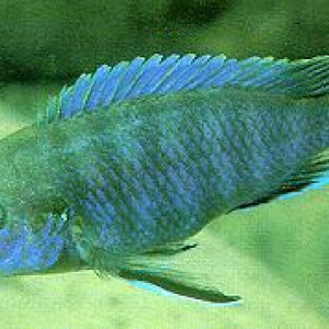 Labidochromis ianthinus