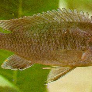 Labidochromis mathotho