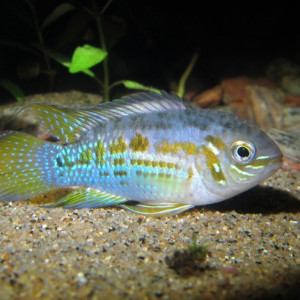 Laetacara araguaiae