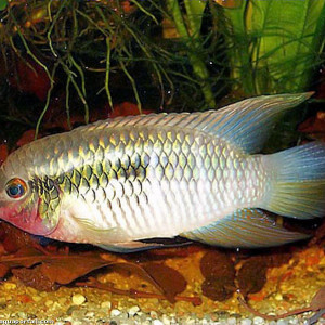 Laetacara fulvipinnis