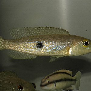 Lepidiolamprologus attenuatus